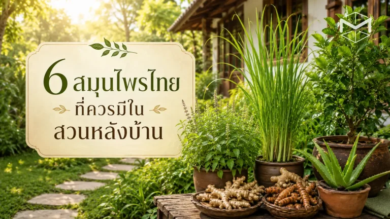 thaiherb thaiherb ImmasDesign
